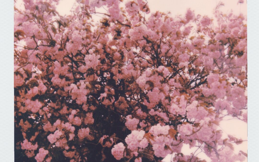 Happy Spring Holidays and Spring Break!